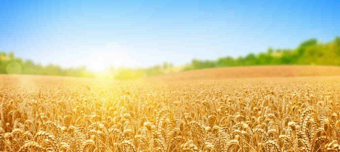 sunny wheat field sunshine