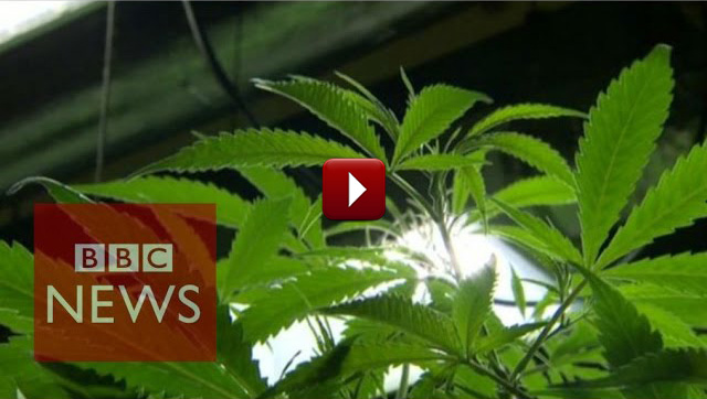 bbc cannabis cure
